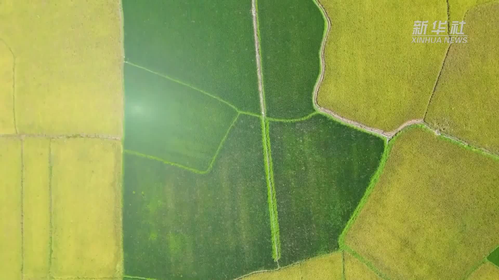 福建浦城：田间共享充电桩助再生稻“解渴”