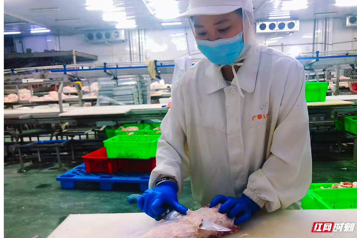 新五丰所属广联公司员工正在分割肉品。.jpg