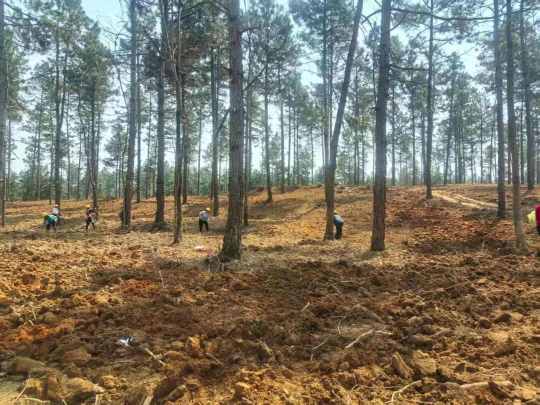 森林可持续经营改造