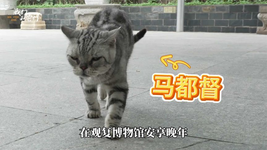 博物馆的“猫咪养老院”：它为你提供情绪价值，你就要对它的生老病死负责