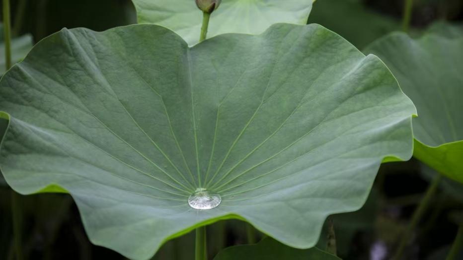 白露丨古人喝“水”有啥讲究　情绪价值拉满了