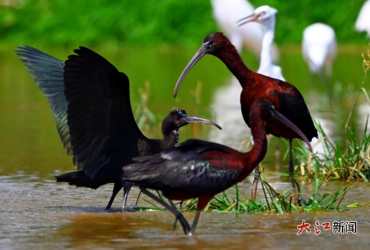 彩鹮在鄱陽(yáng)湖濕地悠閑覓食。王小龍 攝