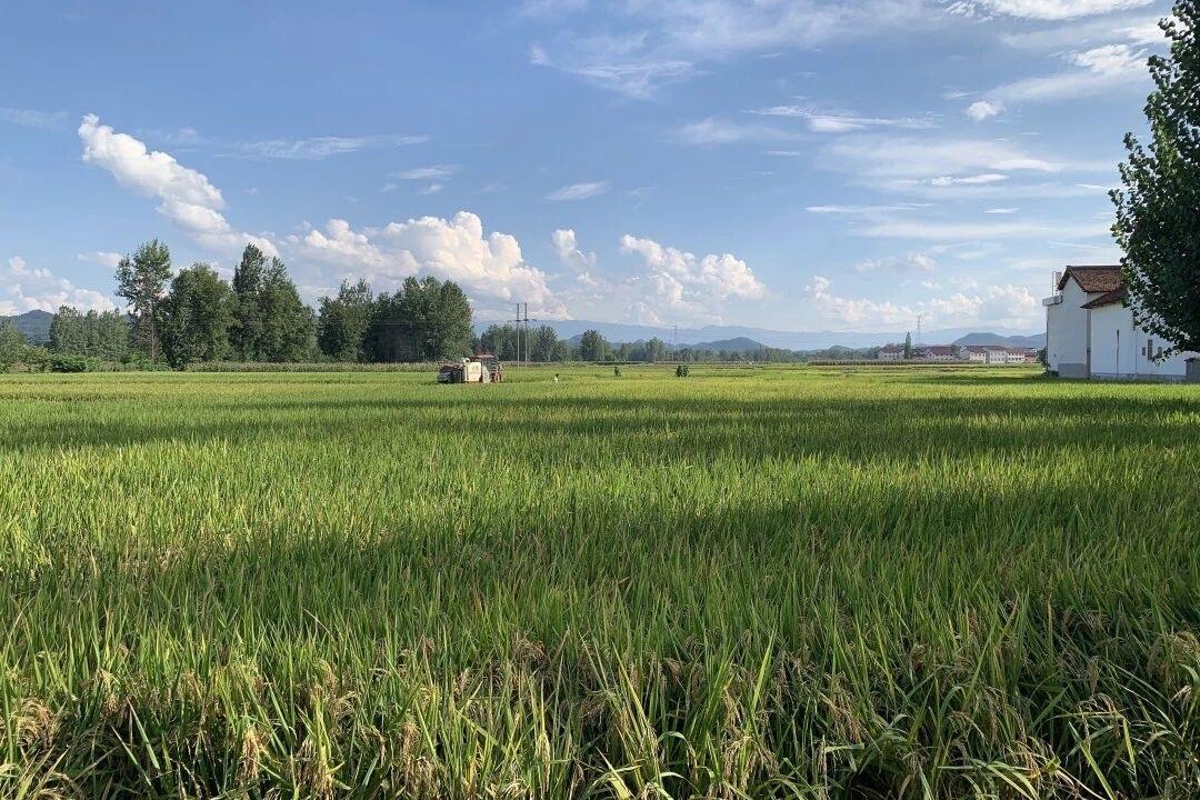 漢中122萬畝水稻開鐮收割
