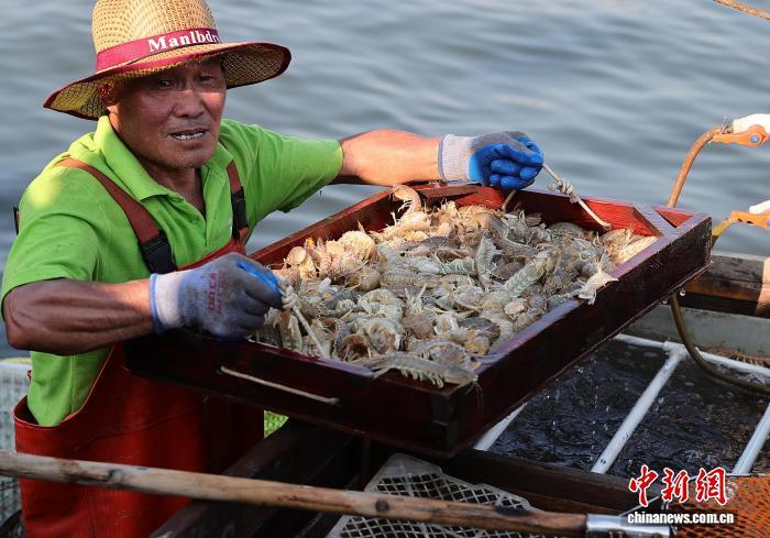 河北秦皇岛：开渔时节喜丰收