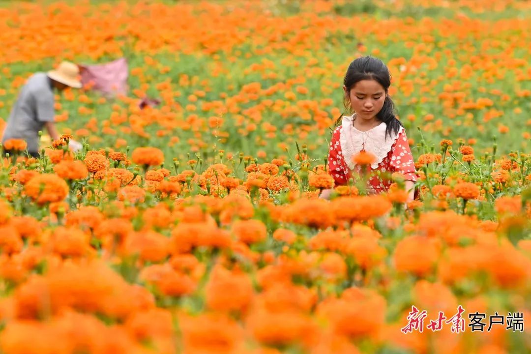 兰州新区3500亩万寿菊盛放