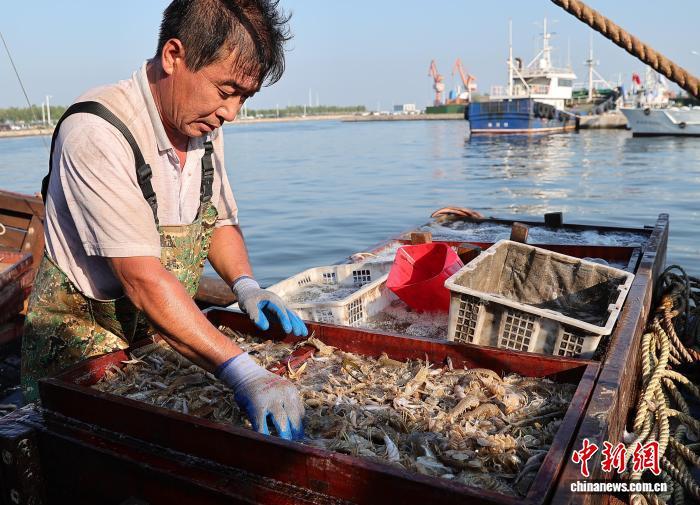 河北秦皇岛：开渔时节喜丰收