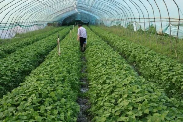 大棚内部。图/九派新闻 曾怡婷