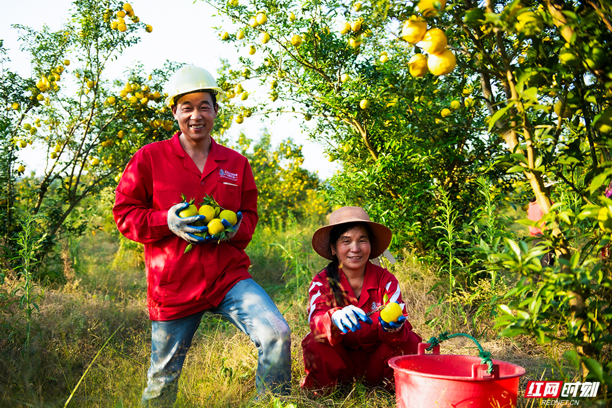10月18日,修身堂的柏祥农场内,农户们正在摘金盆柚。.jpg