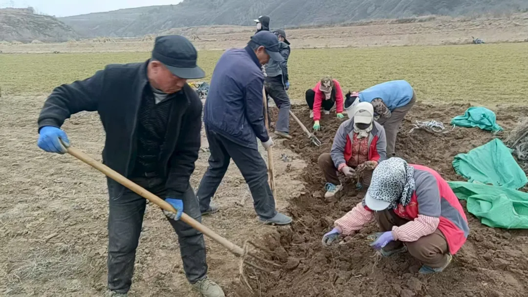 辣椒红葵花黄麦穗香 甘肃华亭这个村玩转色彩经济学