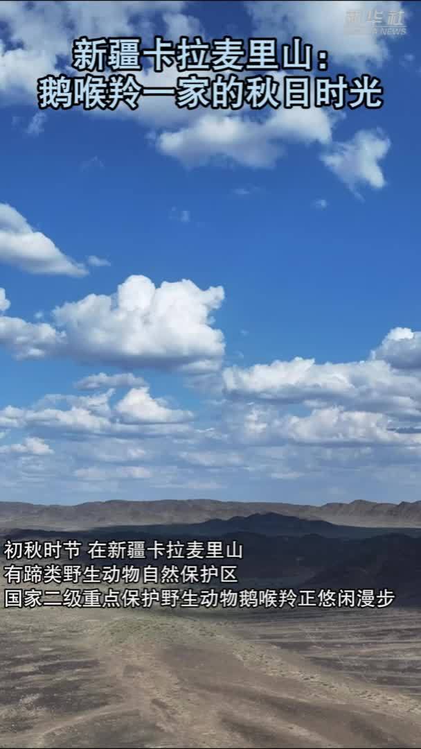 新疆卡拉麦里山：鹅喉羚一家的秋日时光