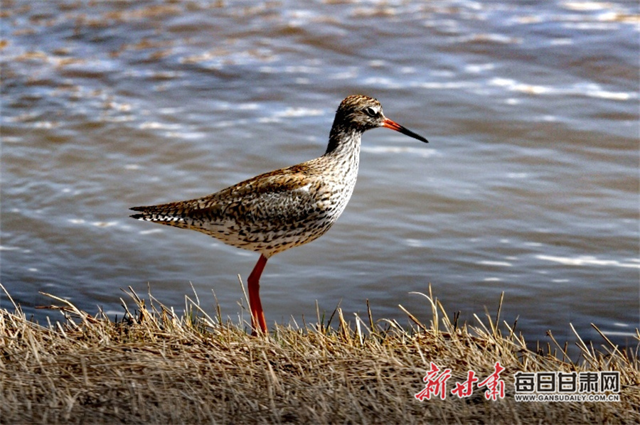 红脚鹬好奇张望