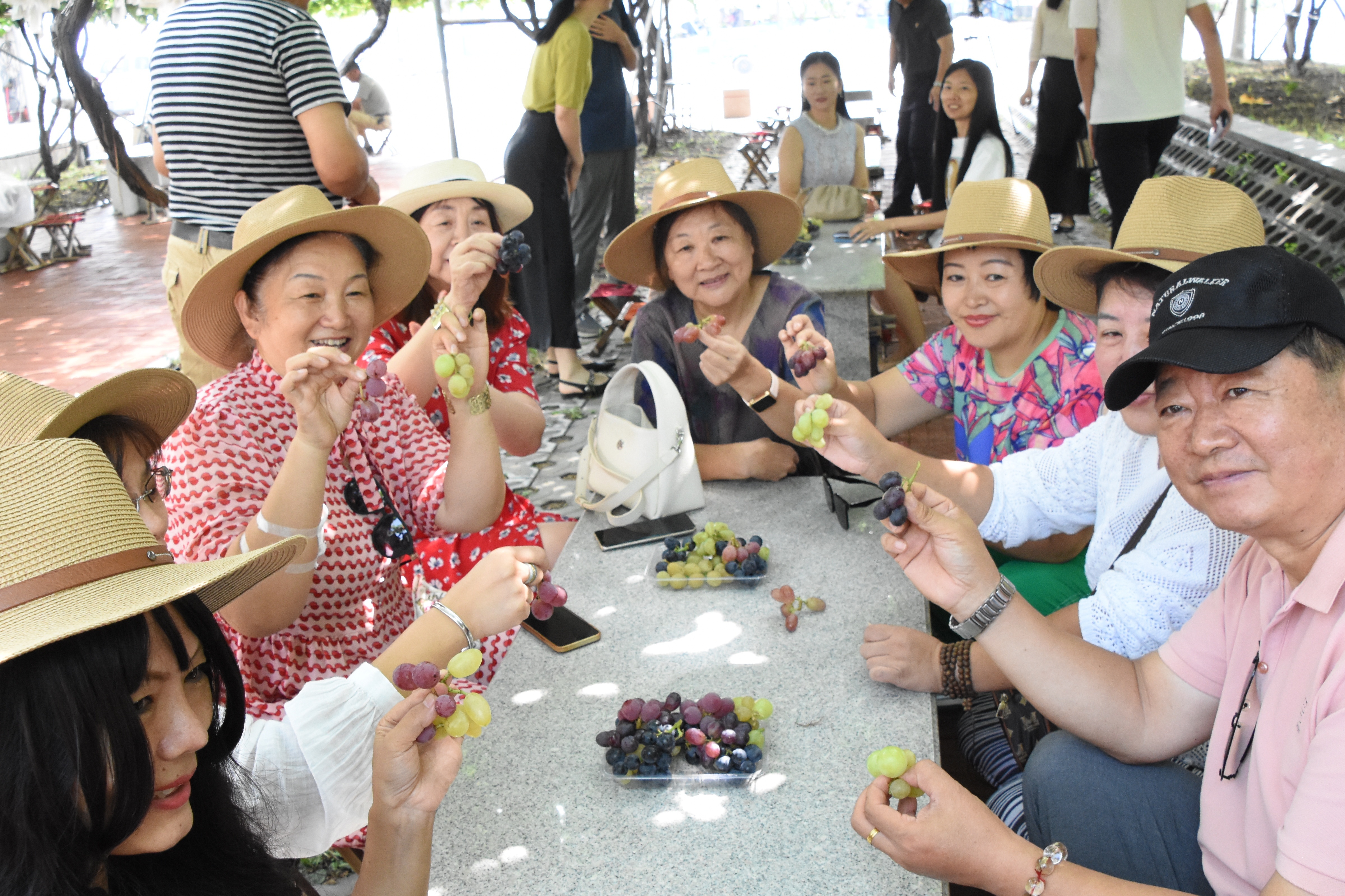葡萄树下话振兴 ！第39届中国&middot;大泽山葡萄节将于9月6日盛大启幕