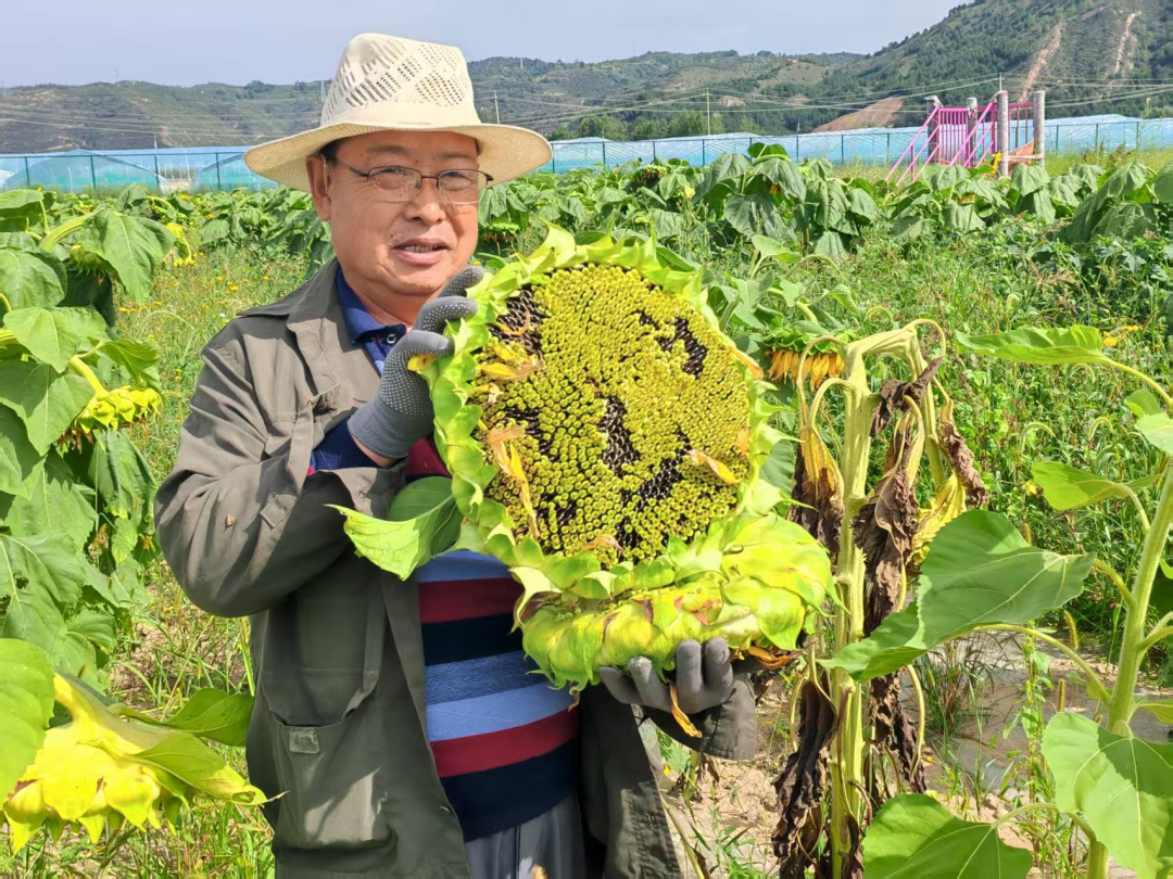 盘活村内闲置土地 甘肃华亭向日葵花田丰收啦