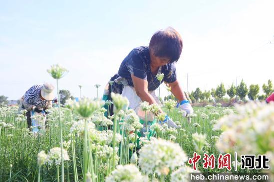 图为在南宫市北胡街道办事处小关家庄村韭菜种植基地，农民在采摘韭菜花。 田优 摄