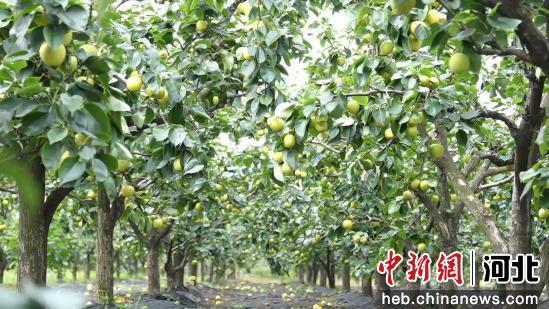 图为梨园喜获丰收。 傅自胜 摄