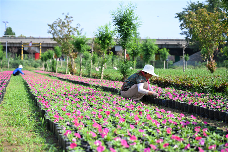 鲜花铺就致富路1.jpeg