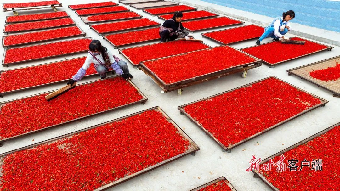 张掖市甘州区枸杞种植基地