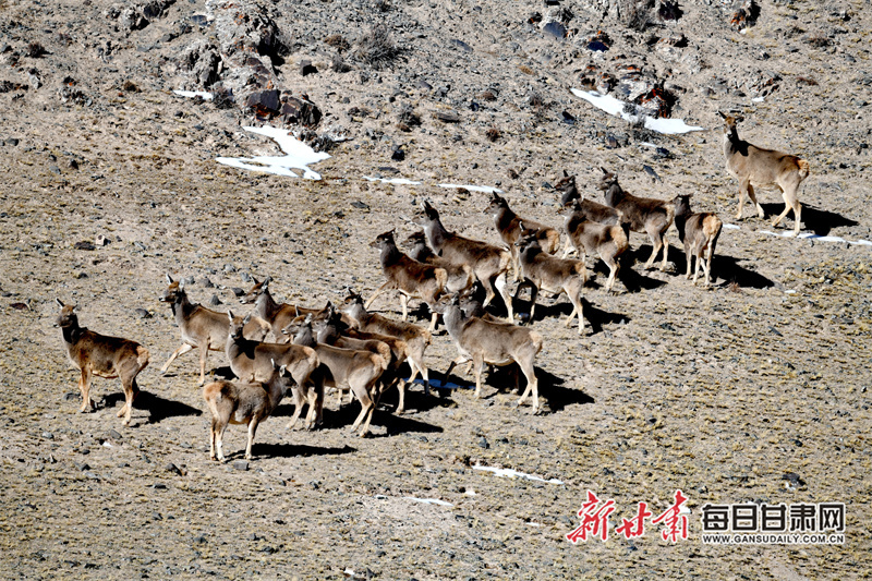 白唇鹿群漫步山峦