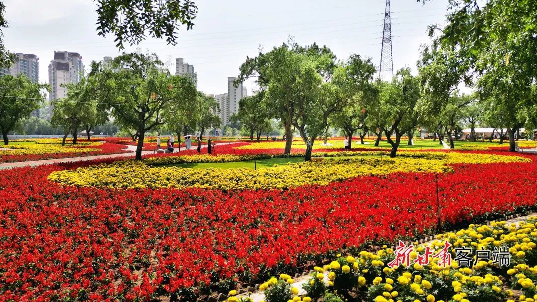 永靖县黄河花堤秋日花开烂漫