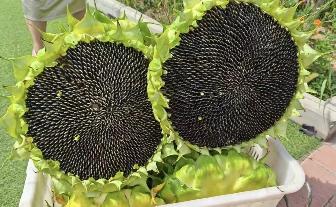 辣椒红葵花黄麦穗香 甘肃华亭这个村玩转色彩经济学