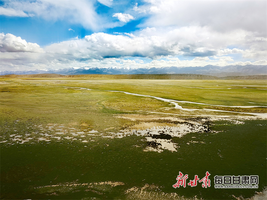 初秋的甘肃盐池湾国家级自然保护区水草丰茂，远处雪山与蓝天白云相映成趣。