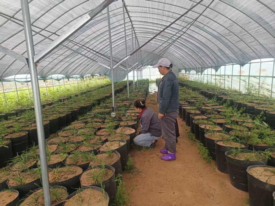 技术员上门传经送宝 甘肃华亭聚宝棚里种“土黄金”