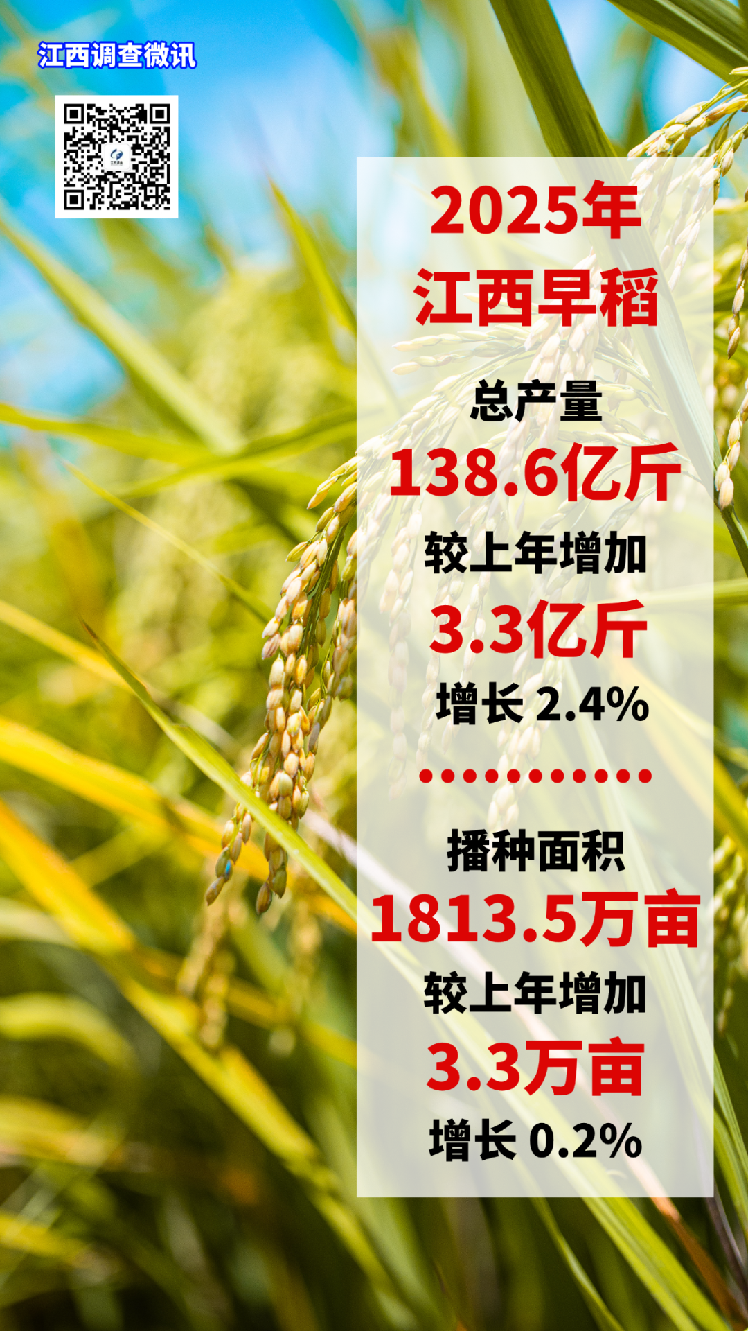 2025年江西早稻產量138.6億斤 較上年增加3.3億斤 增長2.4%