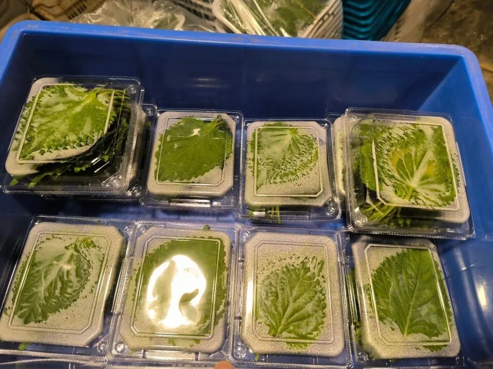 分拣完成的叶片放在冷库预冷。图/九派新闻 曾怡婷