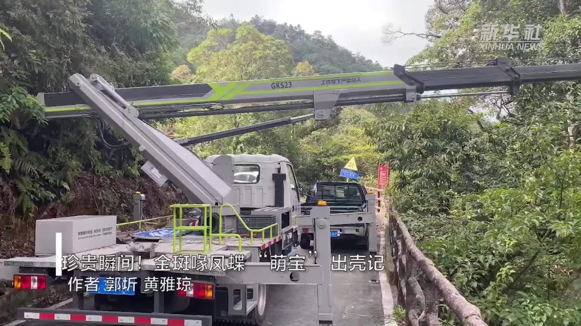 珍贵瞬间！金斑喙凤蝶“萌宝”出壳记