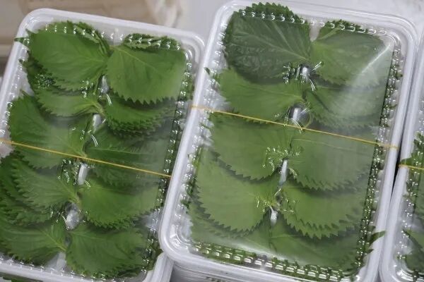 紫苏叶片。图/九派新闻 曾怡婷