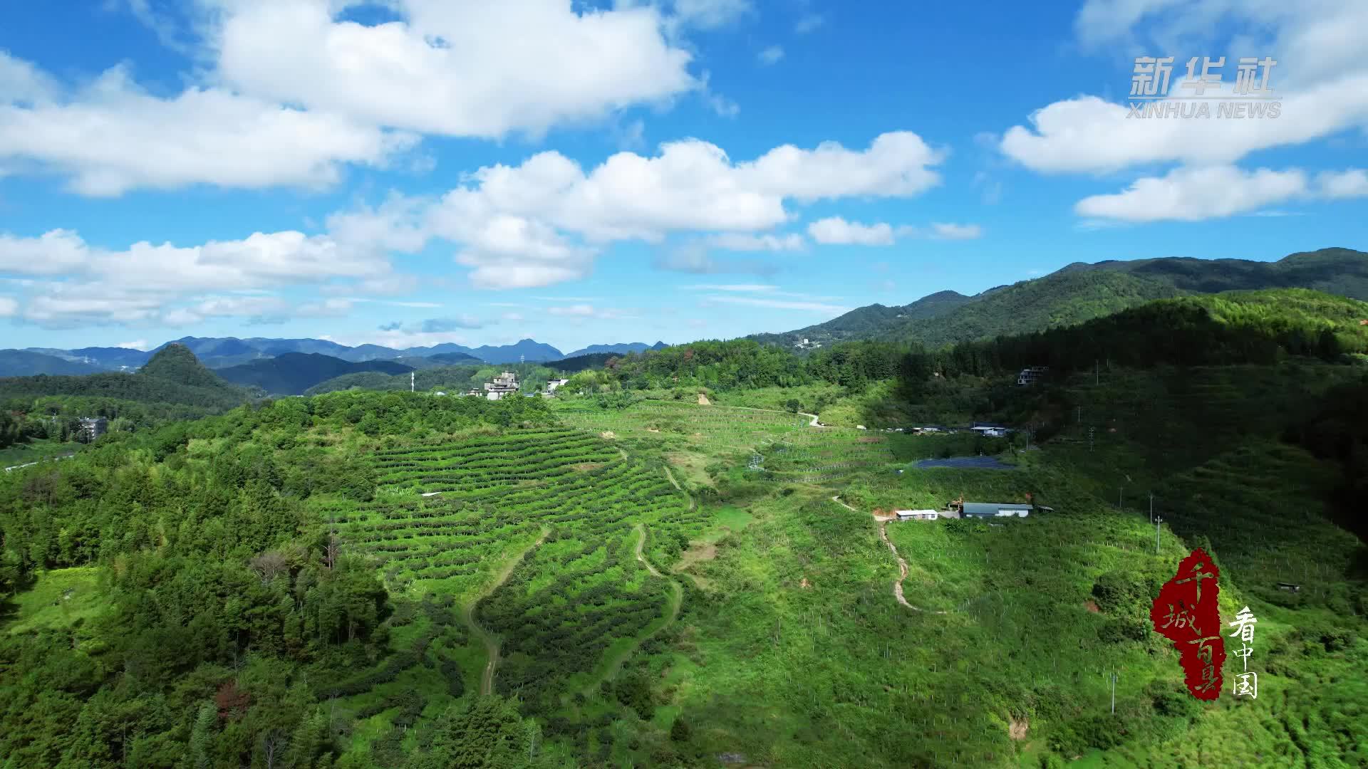 千城百县看中国｜福建德化：猕猴桃丰收 铺就乡村振兴“甜蜜路”