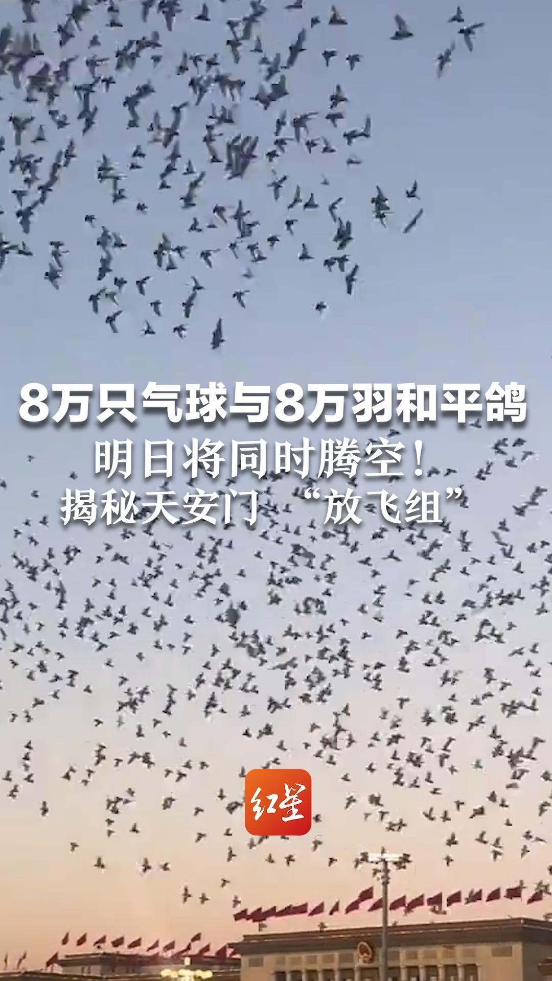 8万只气球与8万羽和平鸽   明日将同时腾空！揭秘天安门 “放飞组”： 鸽子全部来自北京市的鸽友