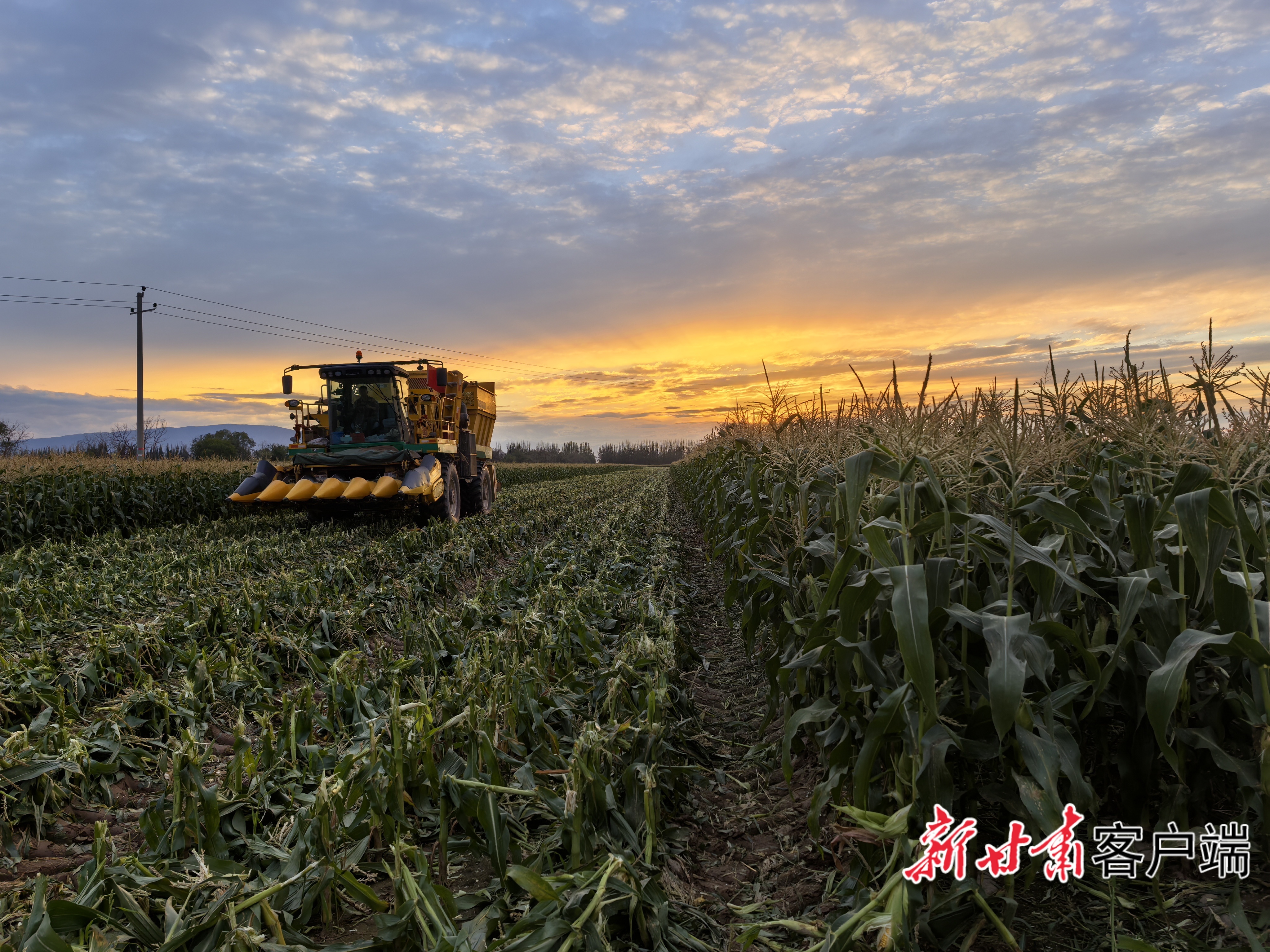 8月28日，甘肃农垦集团黄羊河农场的大农机在夕阳照耀下抢收玉米。本文图片均由新甘肃&middot;甘肃日报记者　王朝霞　摄