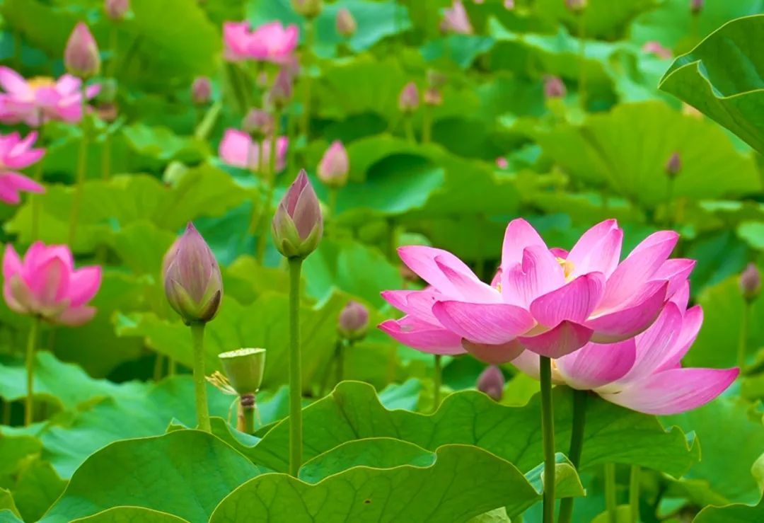 西和晚霞湖荷花正盛