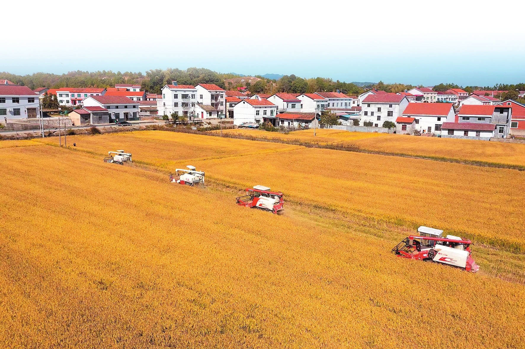 岳阳县粮食收割场景。