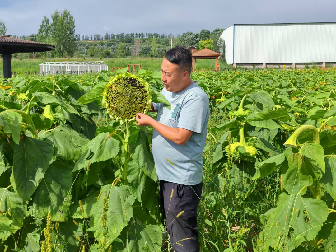 盘活村内闲置土地 甘肃华亭向日葵花田丰收啦