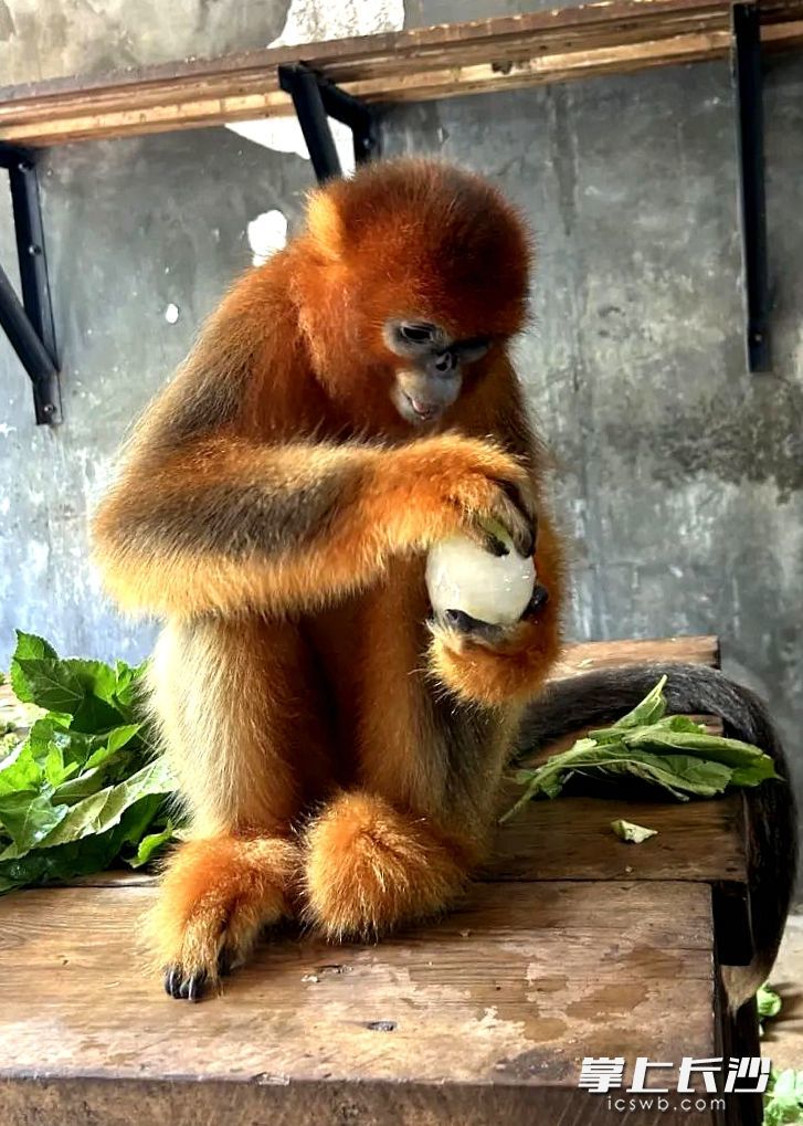 金丝猴似乎在说“这水果冰激凌真好吃”。