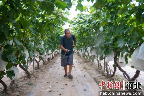 图为任丘市梁召镇正洛村一葡萄种植基地，农户正在为蓝宝石品种的葡萄打杀虫药。 韩慧峰 摄