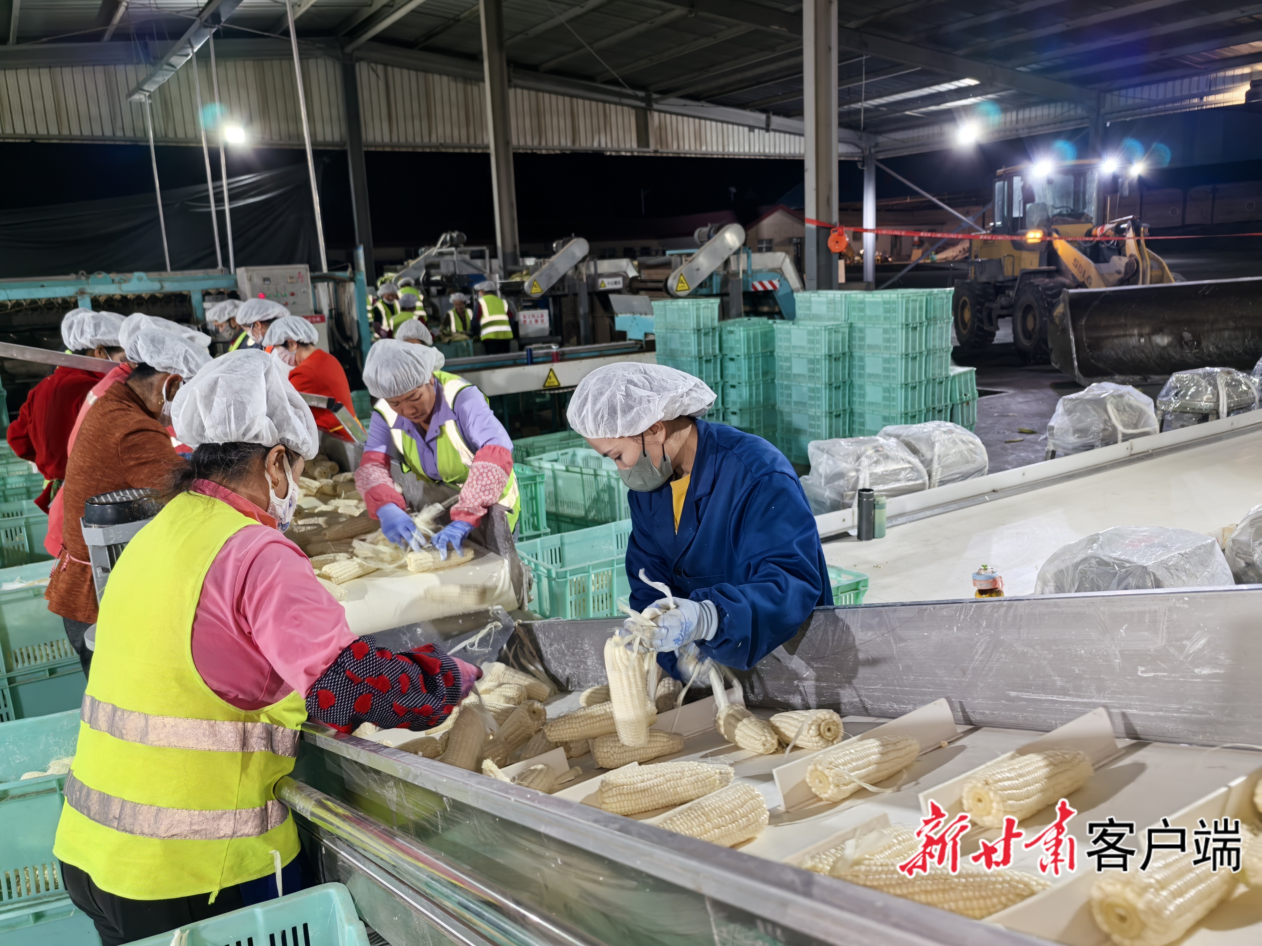 黄羊河农场食品公司里组织人员连夜加工玉米