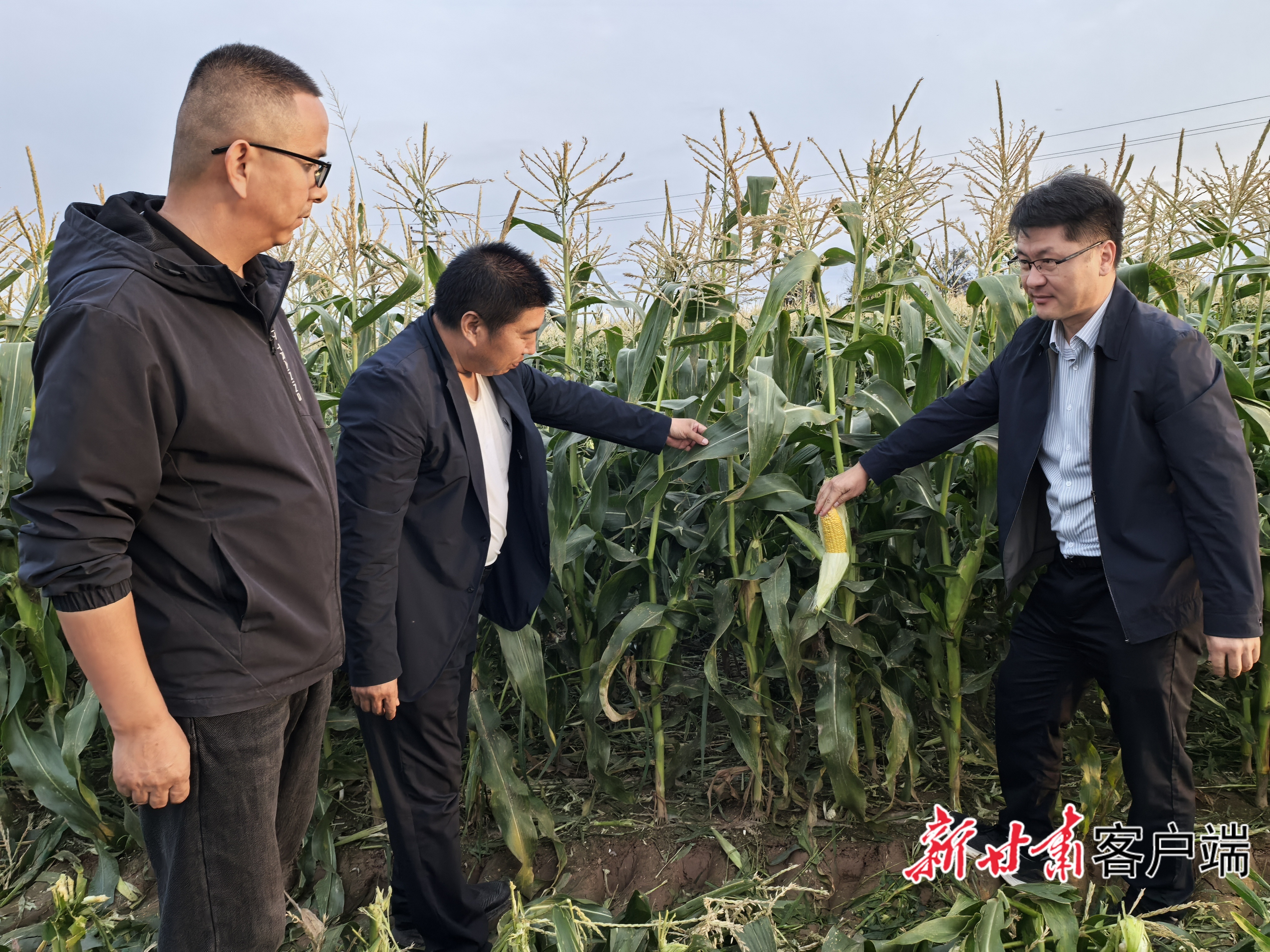 黄羊河农场职工查看甜玉米成熟情况