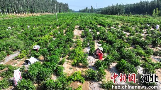 图为采摘辣椒现场。 崔贤飞 摄