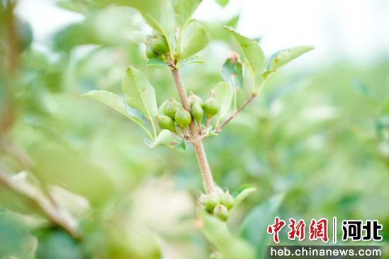 图为成熟的连翘果。 董树科 摄