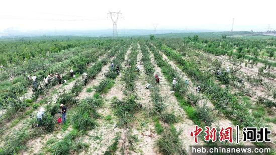 图为农户们在采收连翘果。 董树科 摄