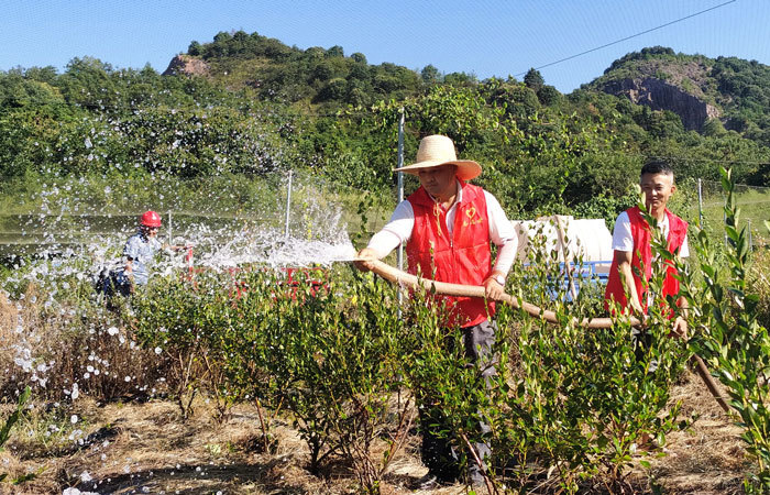 抚州市东乡区王桥镇璋峰村蓝莓种植基地