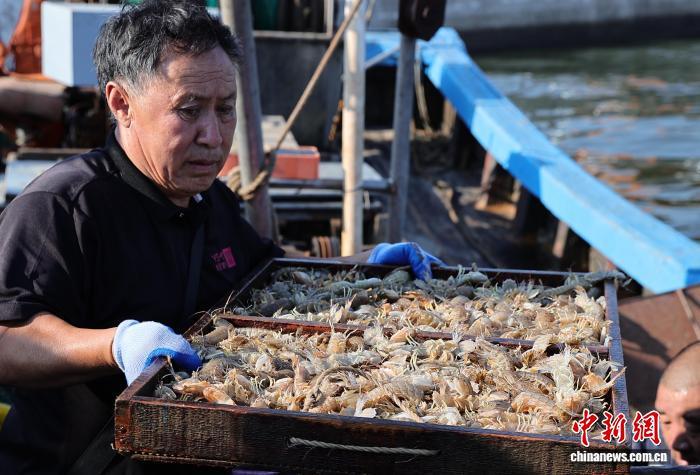 河北秦皇岛：开渔时节喜丰收