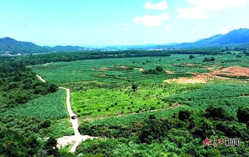 安福洲湖鎮的牧草基地