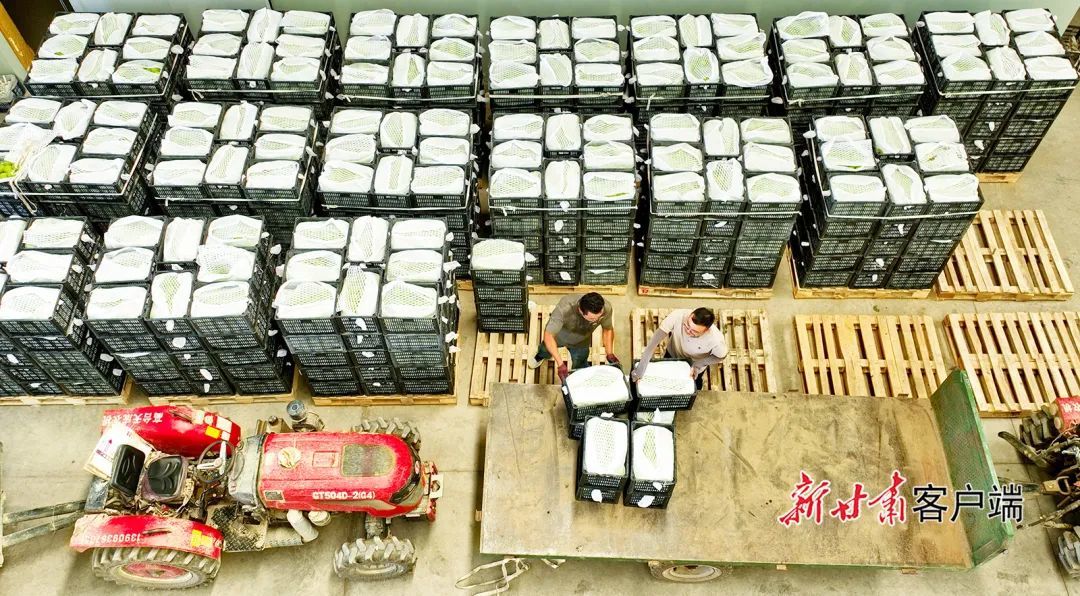 高台县新坝镇早酥梨采摘忙