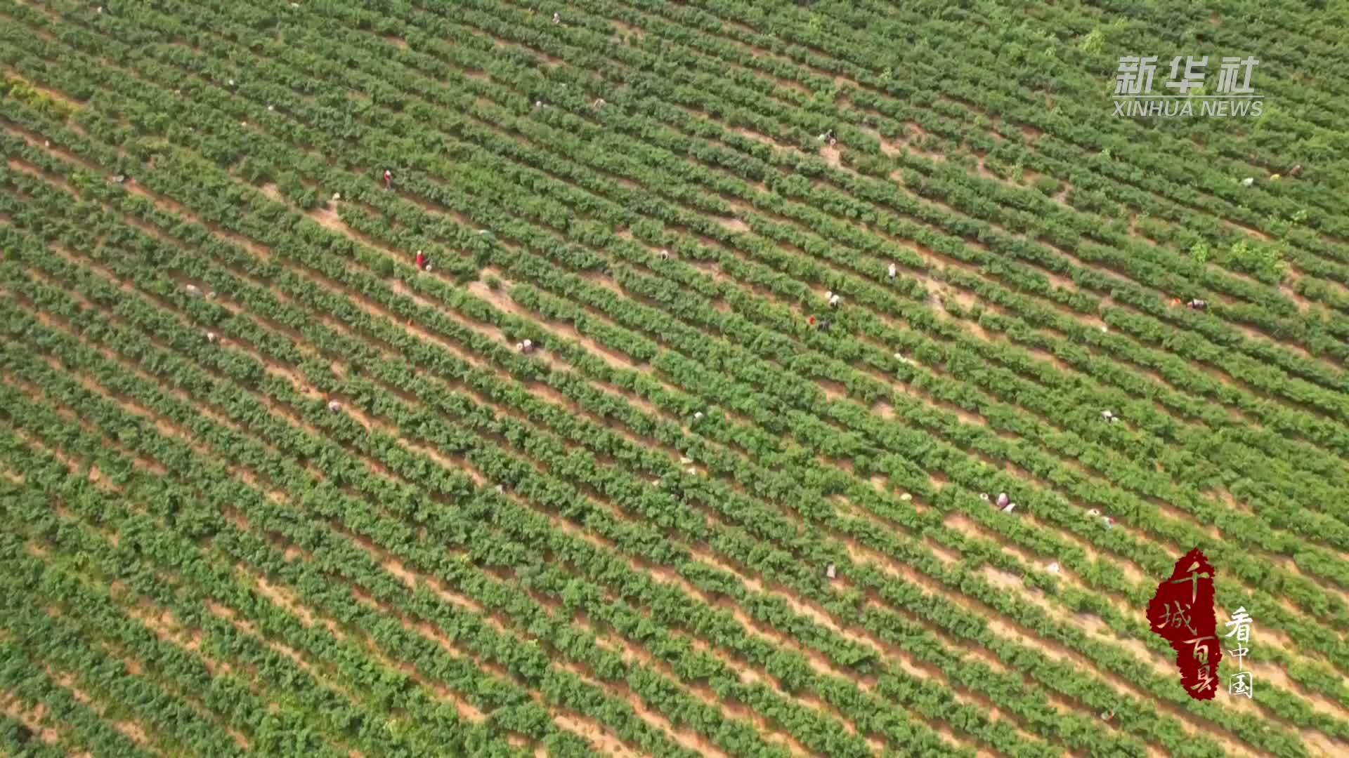 千城百县看中国｜山东成武：“订单辣椒”采收忙