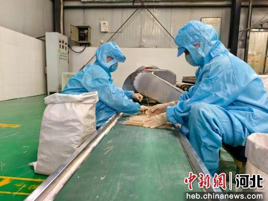 图为任丘市北辛庄镇北代河村今亿根粉条工厂，工作人员正在加工粉条。 吴端端 摄