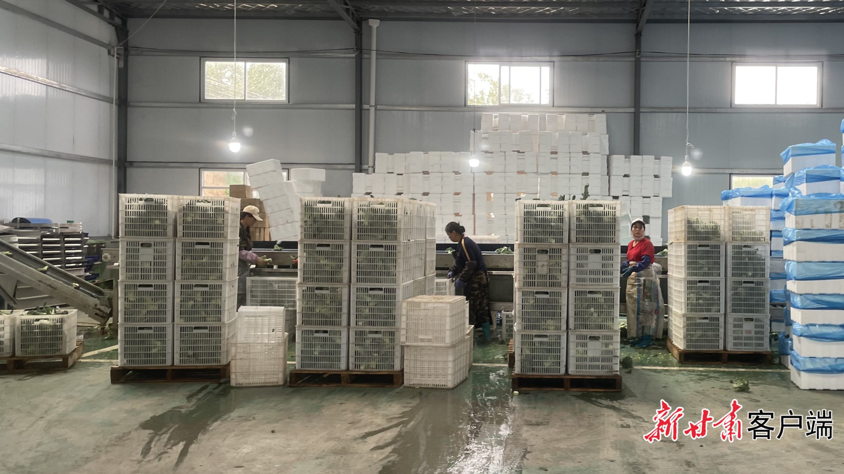 工人在果蔬保鲜库分拣蔬菜　新甘肃&middot;甘肃日报通讯员　张沛杰　摄